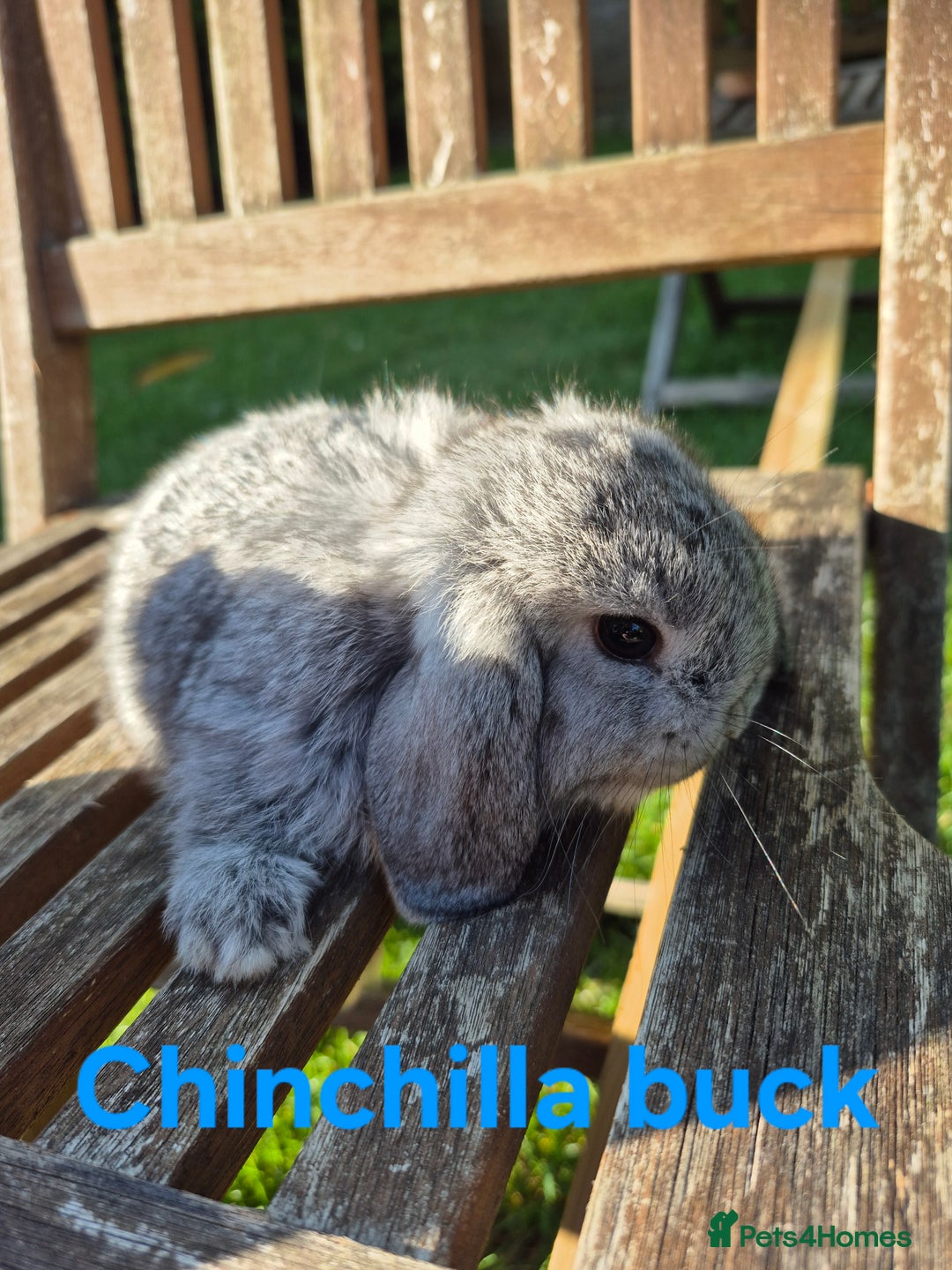Mini Lop rabbits for sale: Mini lop babies  - Image 7