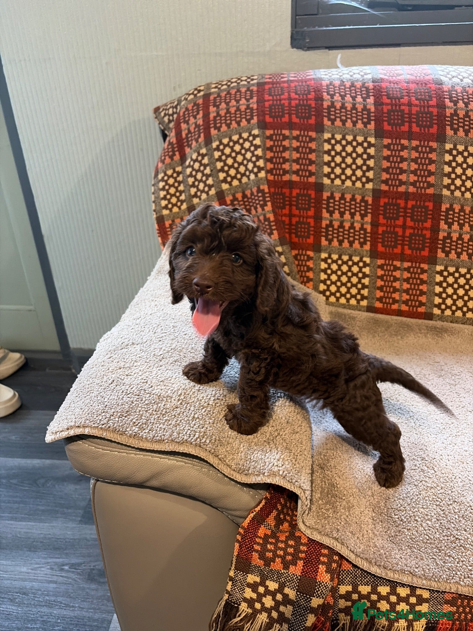 Cockapoo dogs Genetic clear cockapoo puppies - Advert 1