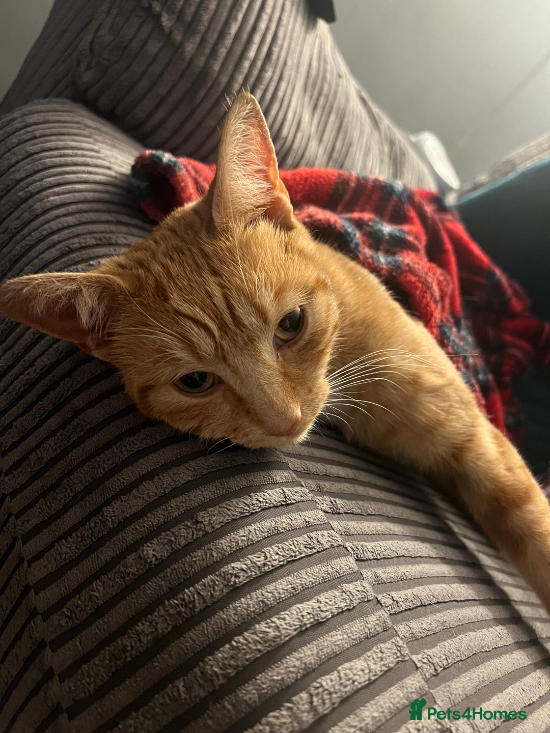 Mixed Breed cats for sale: Male ginger cat  - Image 14