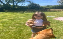 Labrador Retriever dogs for sale: Fox Red pedigree Labradors in Pwllheli - Image 10