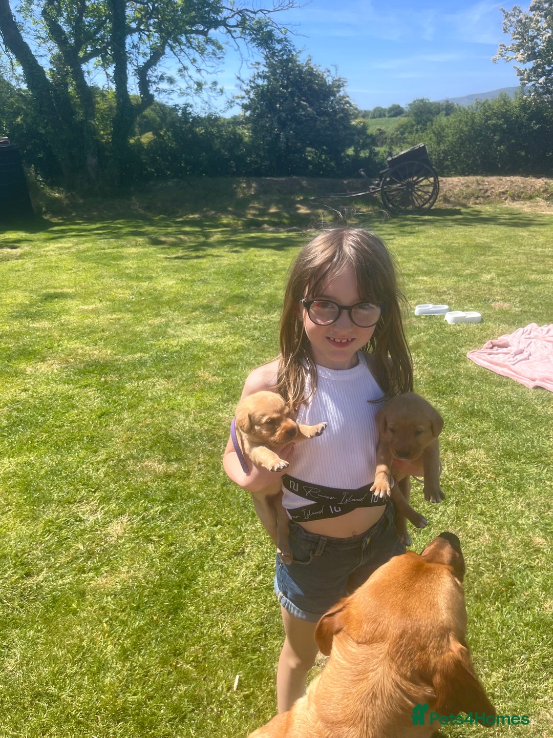Labrador Retriever dogs for sale: Fox Red pedigree Labradors in Pwllheli - Image 10