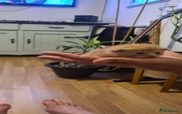 Mixed Breed cats for sale: Beautiful mixed breed kittens  - Advert 11