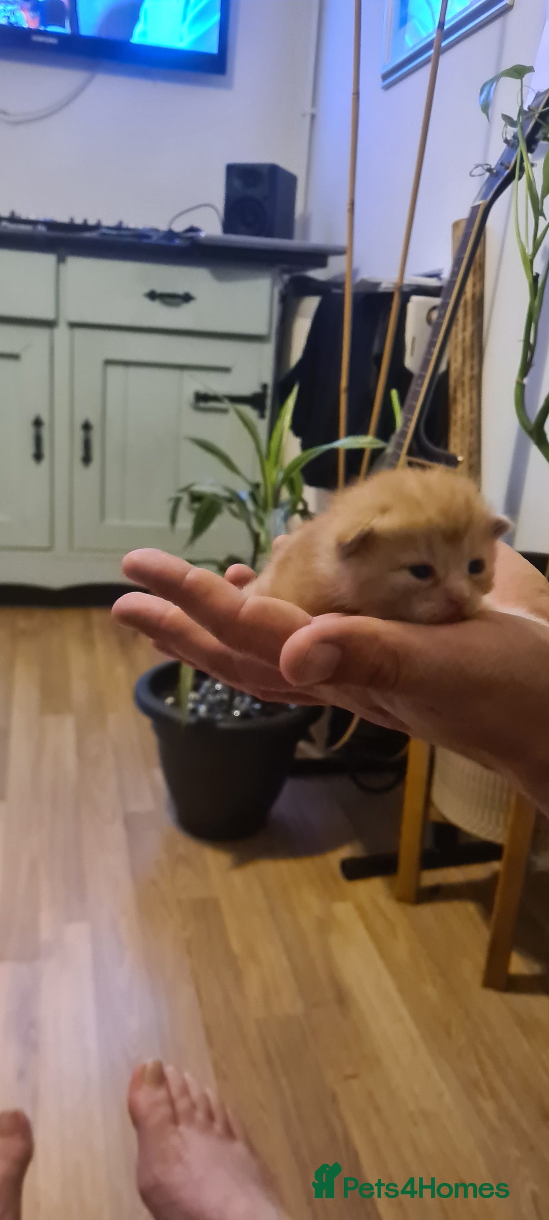 Mixed Breed cats for sale: Beautiful mixed breed kittens  - Advert 11