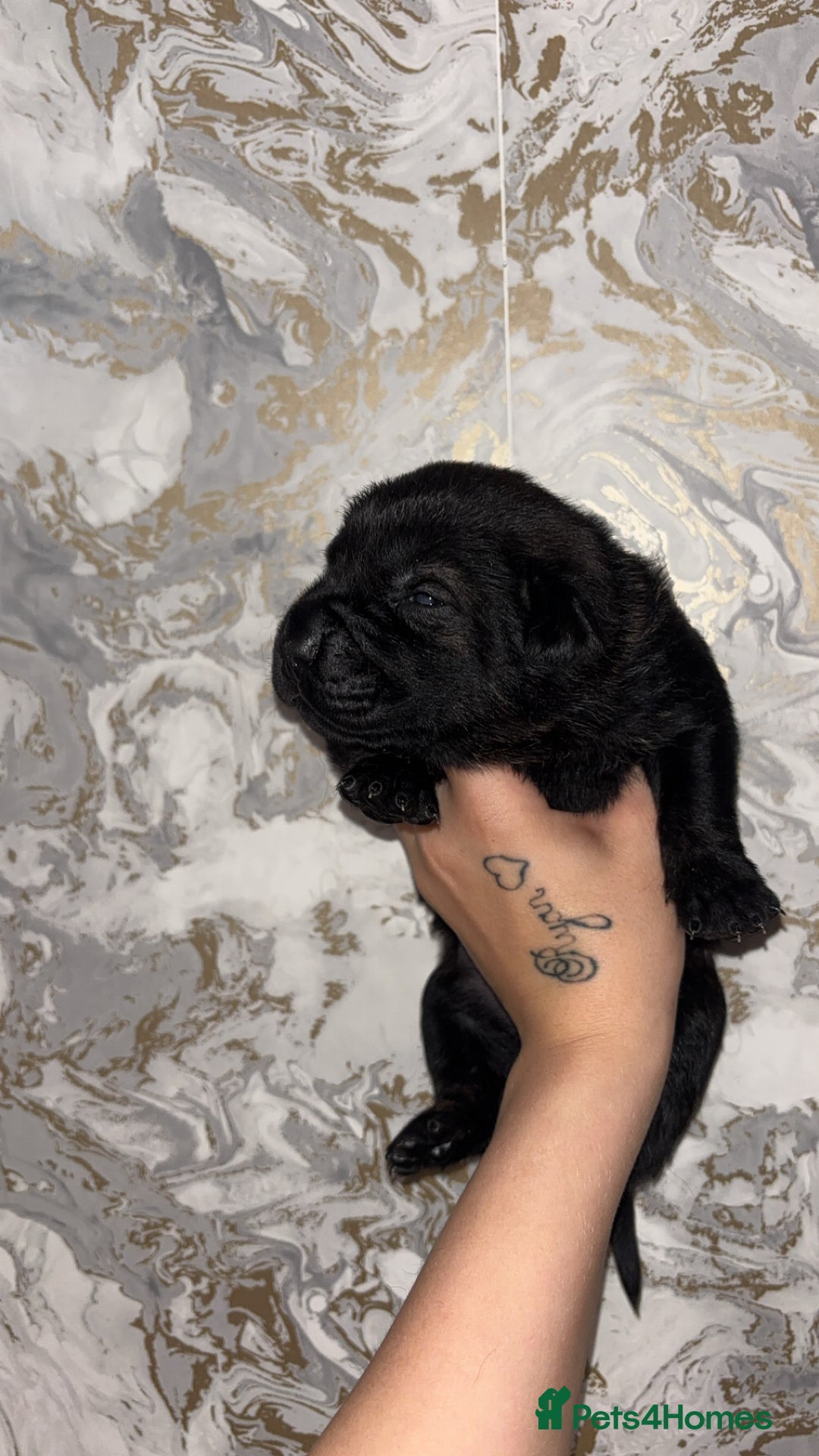 Mixed Breed dogs for sale: Shar-pei puppies  - Image 16