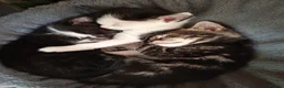 Domestic Shorthair cats for sale: Very playful and lovely kittens - Advert 7