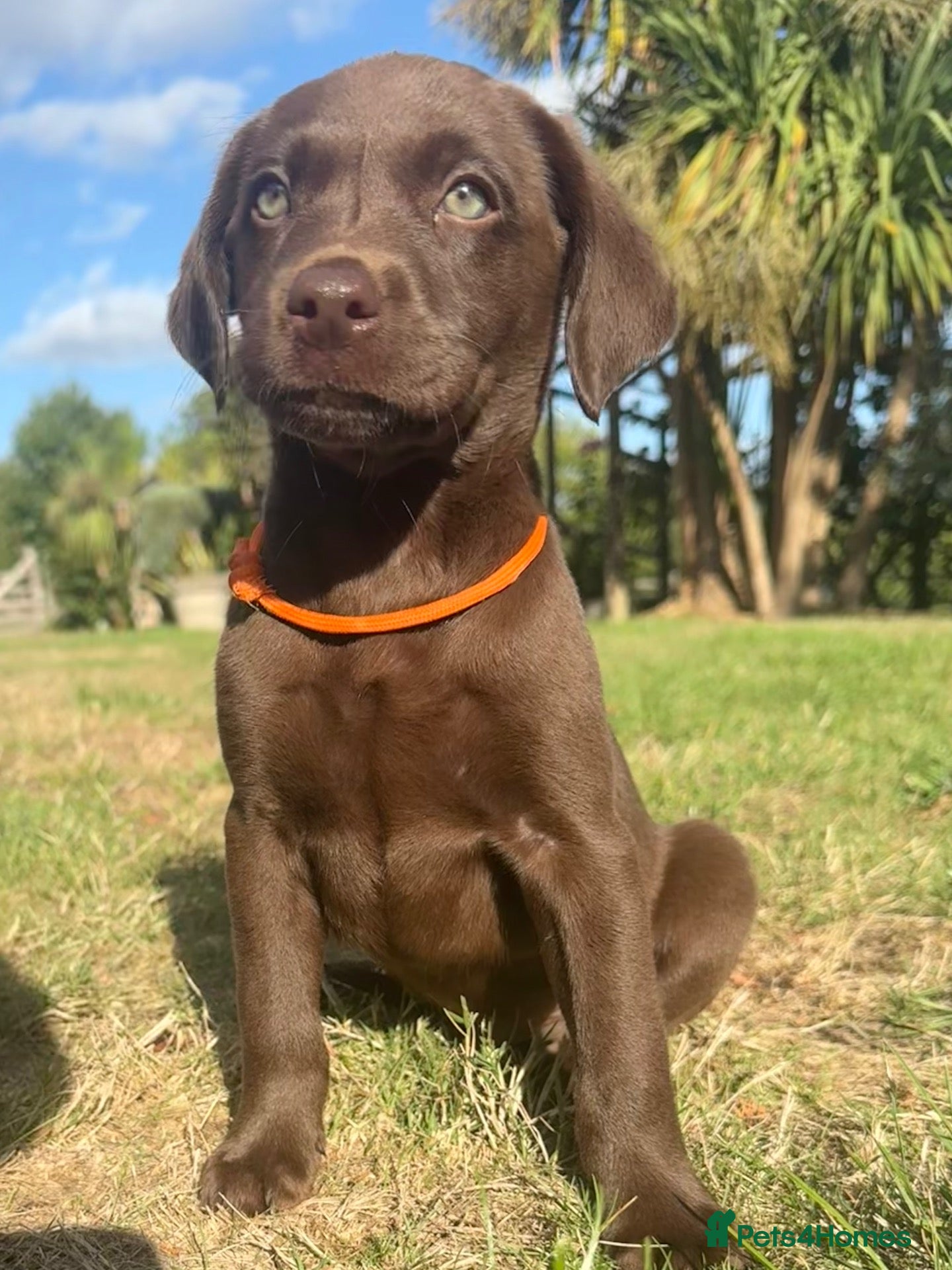 Labrador Retriever dogs RKC Registered Chocolate Labrador BOY Puppies - Advert 1