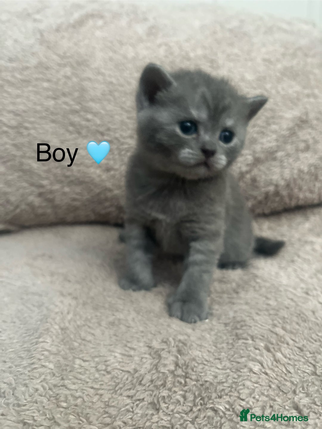 British Shorthair cats for sale: Beautiful British Shorthair kittens ready 23/12 - Advert 9