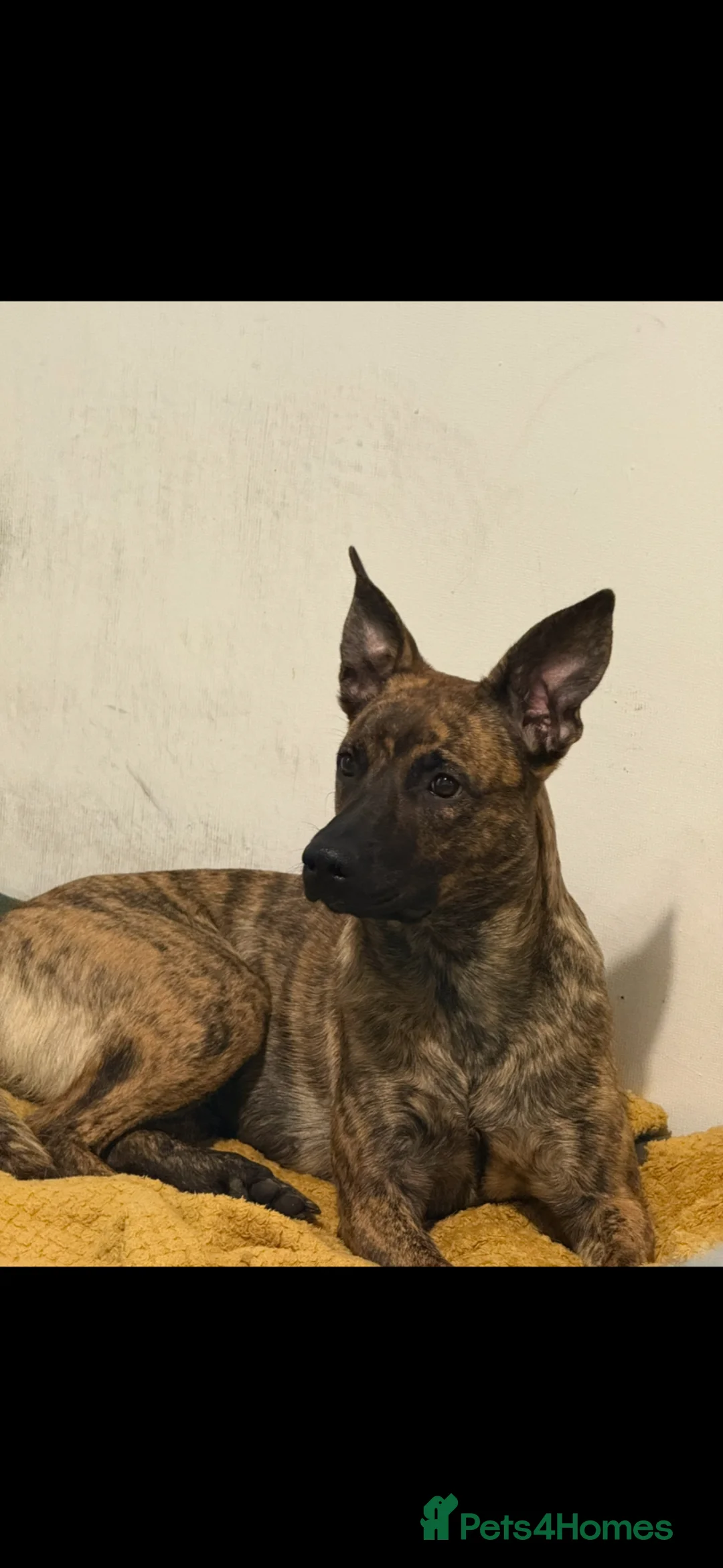 Mixed Breed dogs for sale: Beautiful one year old Malinois Cross  - Advert 2