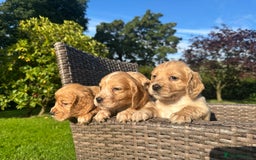 Cocker Spaniel dogs for sale: KC reg, Golden cocker spaniel pups - Image 5