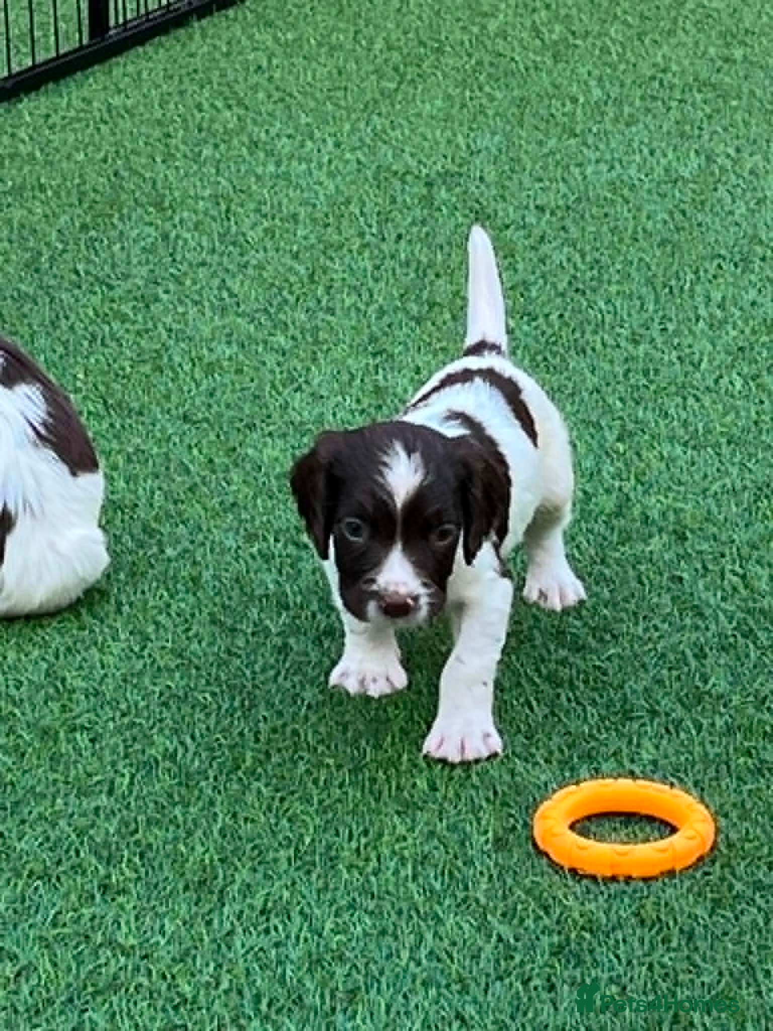 English Springer Spaniel dogs KC REg' English Springer Spaniel Pups for sale - Advert 2