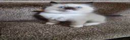 Ragdoll cats for sale: Ragdoll kittens  in Knottingley - Advert 10
