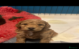 Cockapoo dogs for sale: 4 Beautiful female cockerpoos  - Image 1