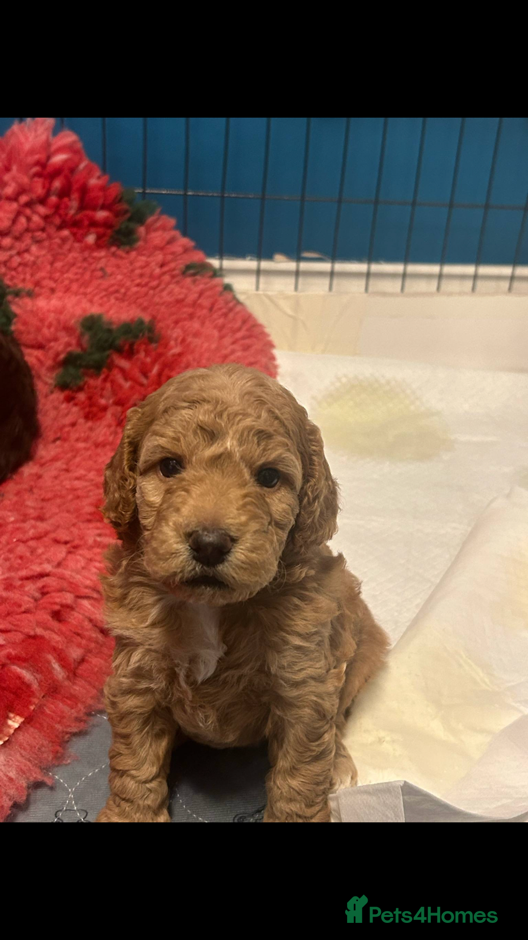 Cockapoo dogs for sale: 4 Beautiful female cockerpoos  - Image 1