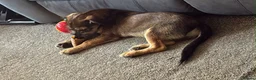 Mixed Breed dogs for adoption: Brino 💙 in Bury Saint Edmunds - Advert 4