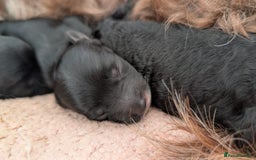 Cockapoo dogs for sale: Adorable Puppies Looking for Their Forever Homes! - Image 2