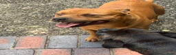 Staffordshire Bull Terrier dogs for stud: For stud- Red Staffordshire bull terrier in Telford - Advert 14