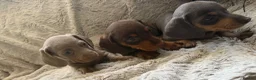 Dachshund dogs for sale: Beautiful Dachshund puppies  - Advert 4