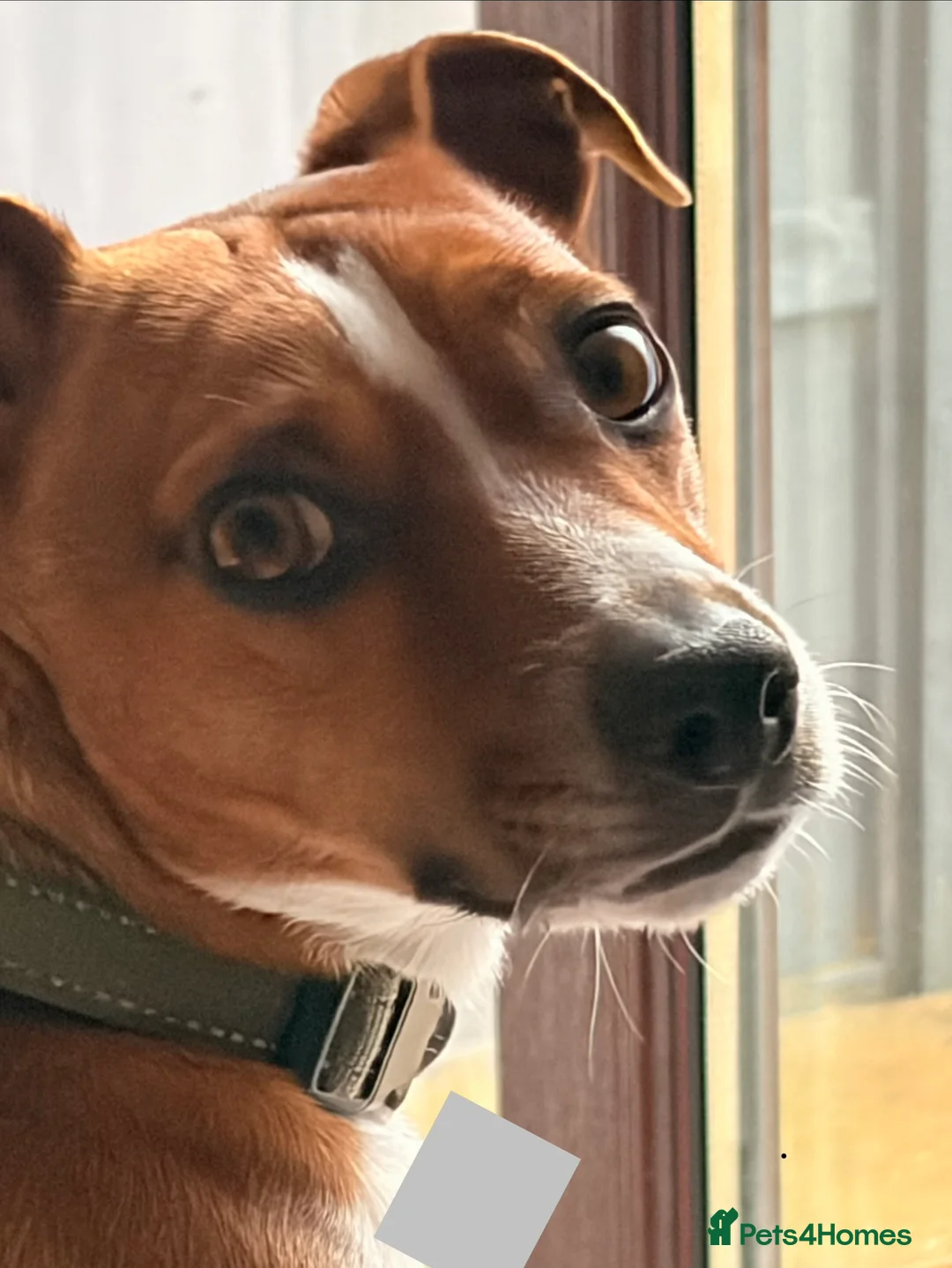 Jack Russell dogs for stud: Jack Russell stud available - Advert 1