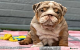 English Bulldog dogs for sale: Exceptional English Bulldog Puppies - Image 23