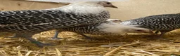 Chickens poultry for sale: Silver Campine  - Advert 5