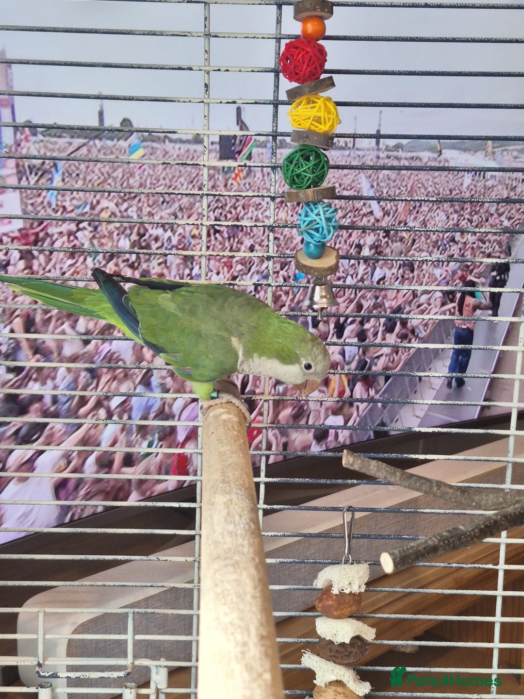 Parrots birds for sale: Quaker parrot for sale - Advert 3