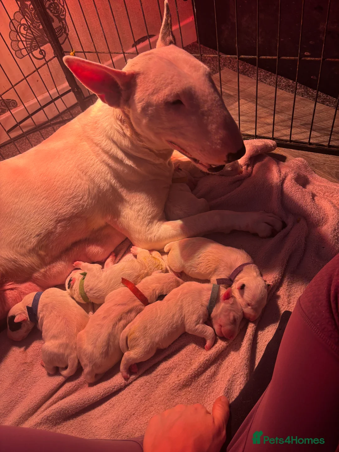 English Bull Terrier dogs for sale: Outstanding litter of bullterriers  - Advert 2