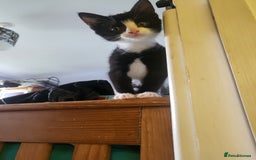 Mixed Breed cats for sale: 3 kittens gor sale - Image 2
