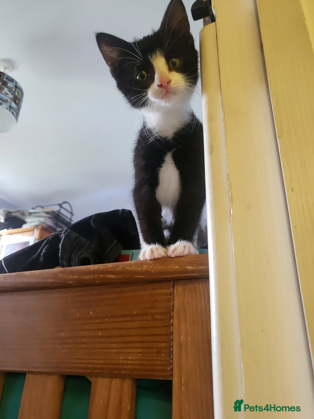 Mixed Breed cats for sale: 3 kittens gor sale - Image 2