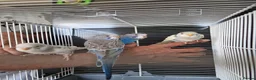 Budgerigars birds for sale: Super silly hand tamed baby budgies  - Advert 8