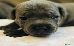Staffordshire Bull Terrier dogs for sale: KC Registered Blue Staffordshire bull terrier - Image 10