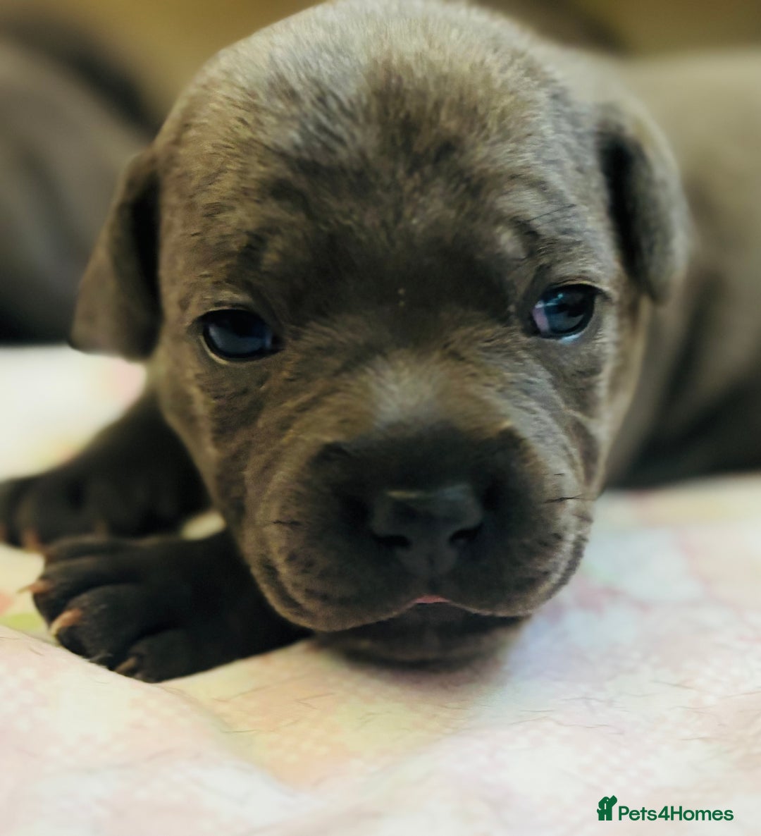 Staffordshire Bull Terrier dogs for sale: KC Registered Blue Staffordshire bull terrier - Image 10