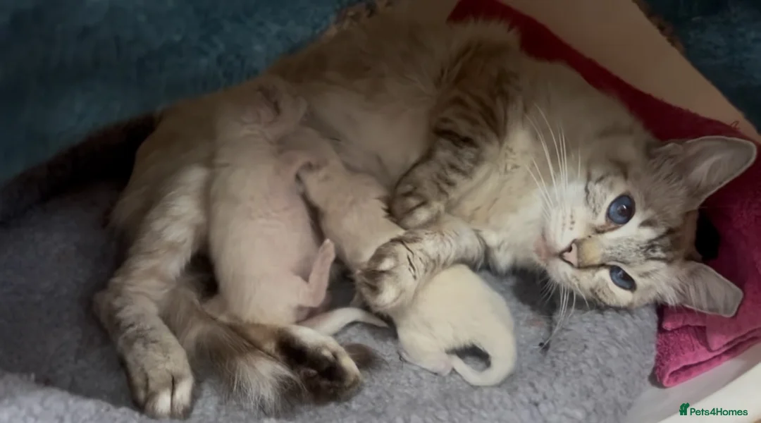 Ragdoll cats for sale: Gorgeous baby Ragdoll boys  in Truro - Advert 2