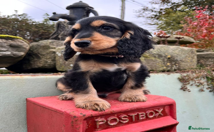 Cocker Spaniel dogs - Advert 3