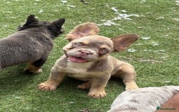 French Bulldog dogs for sale: Beautiful French bulldog girls (ready now) - Image 11