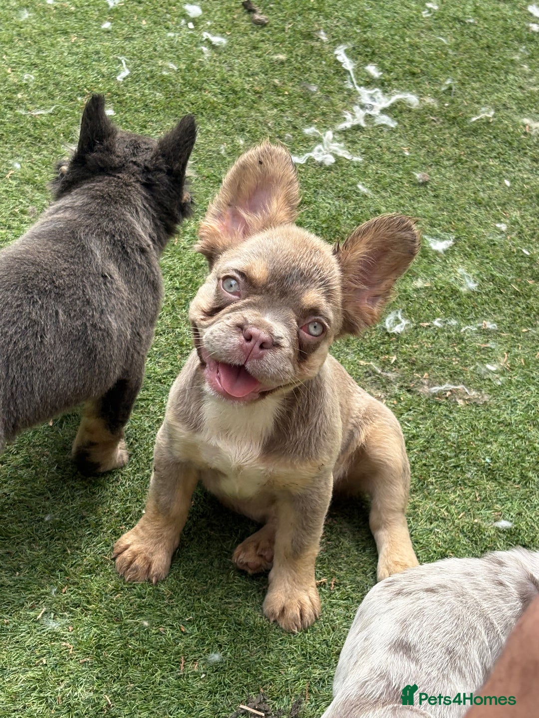 French Bulldog dogs for sale: Beautiful French bulldog girls (ready now) - Image 11