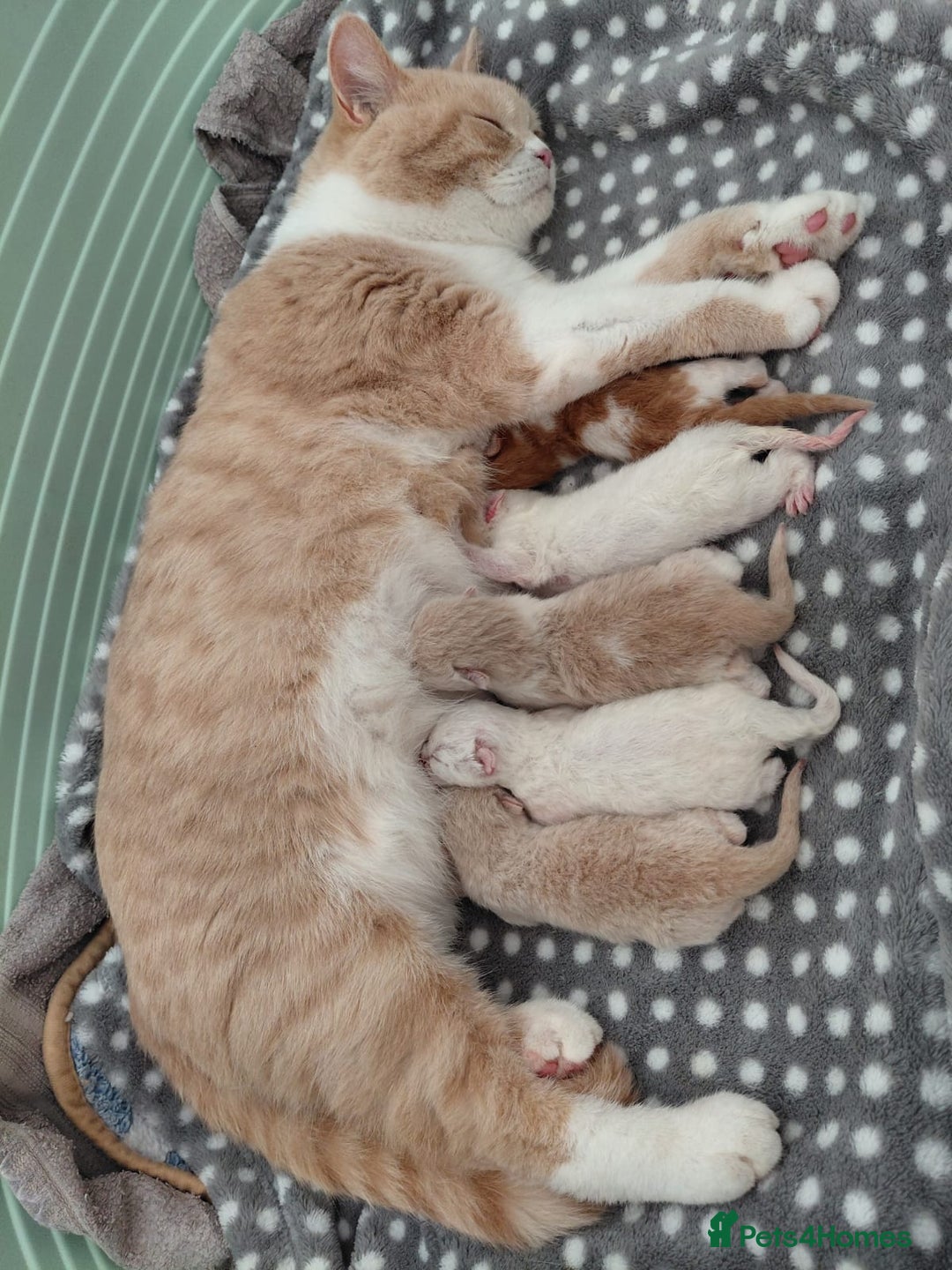 British Shorthair cats for sale: Gccf british shorthair kittens  - Image 4