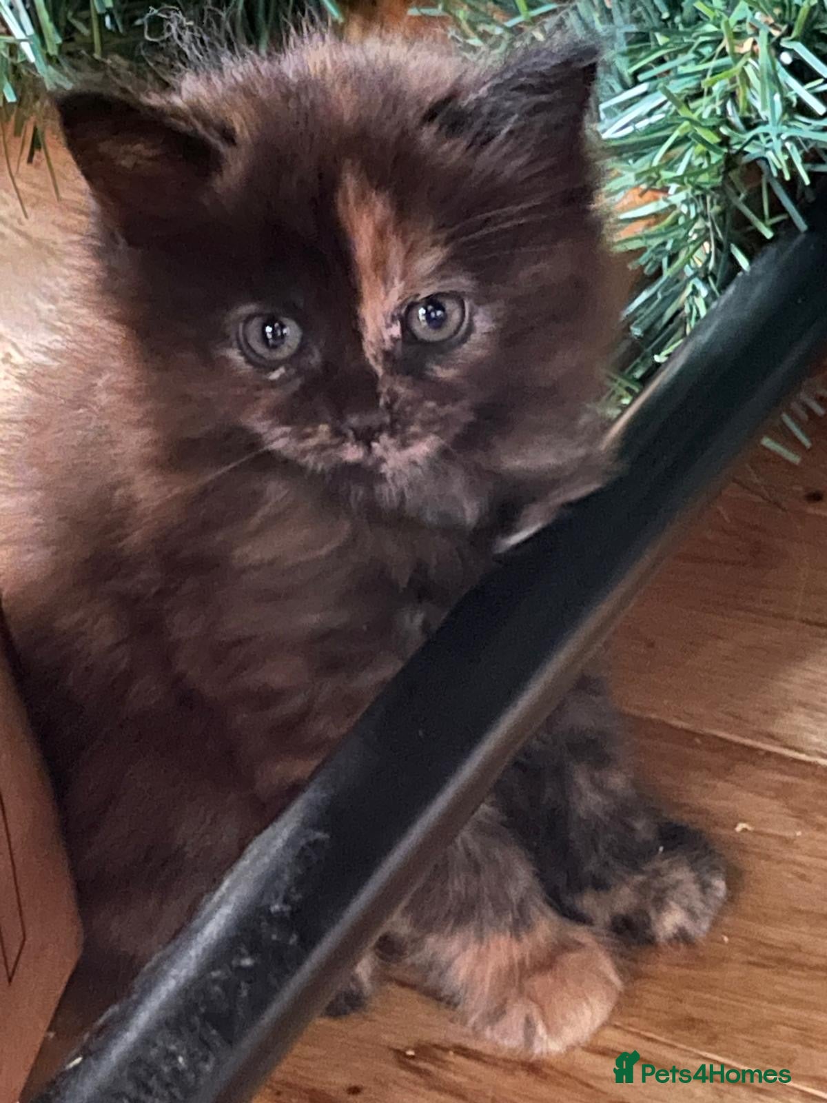 Maine Coon Kitten 3