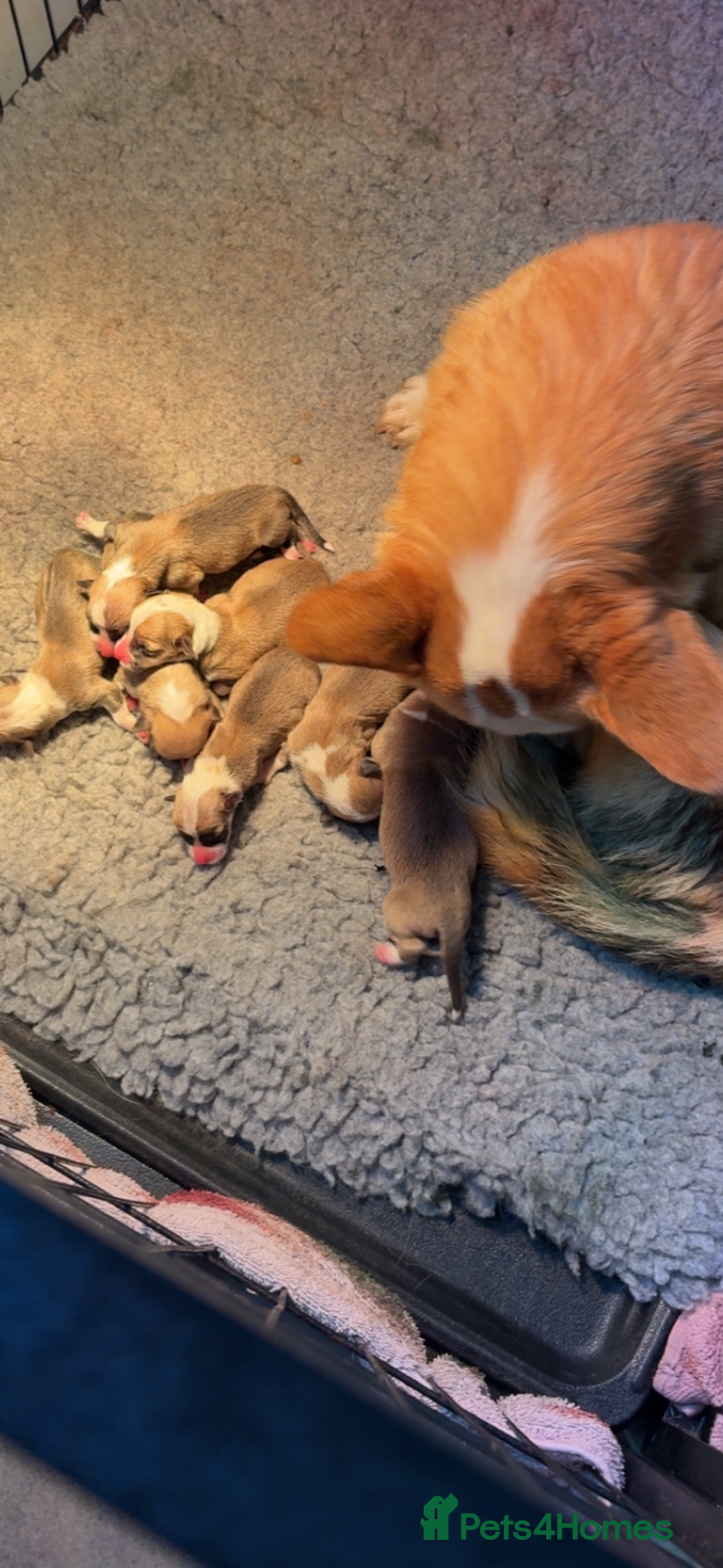 Welsh Corgi Pembroke dogs for sale: Top quality corgi puppies  - Advert 19