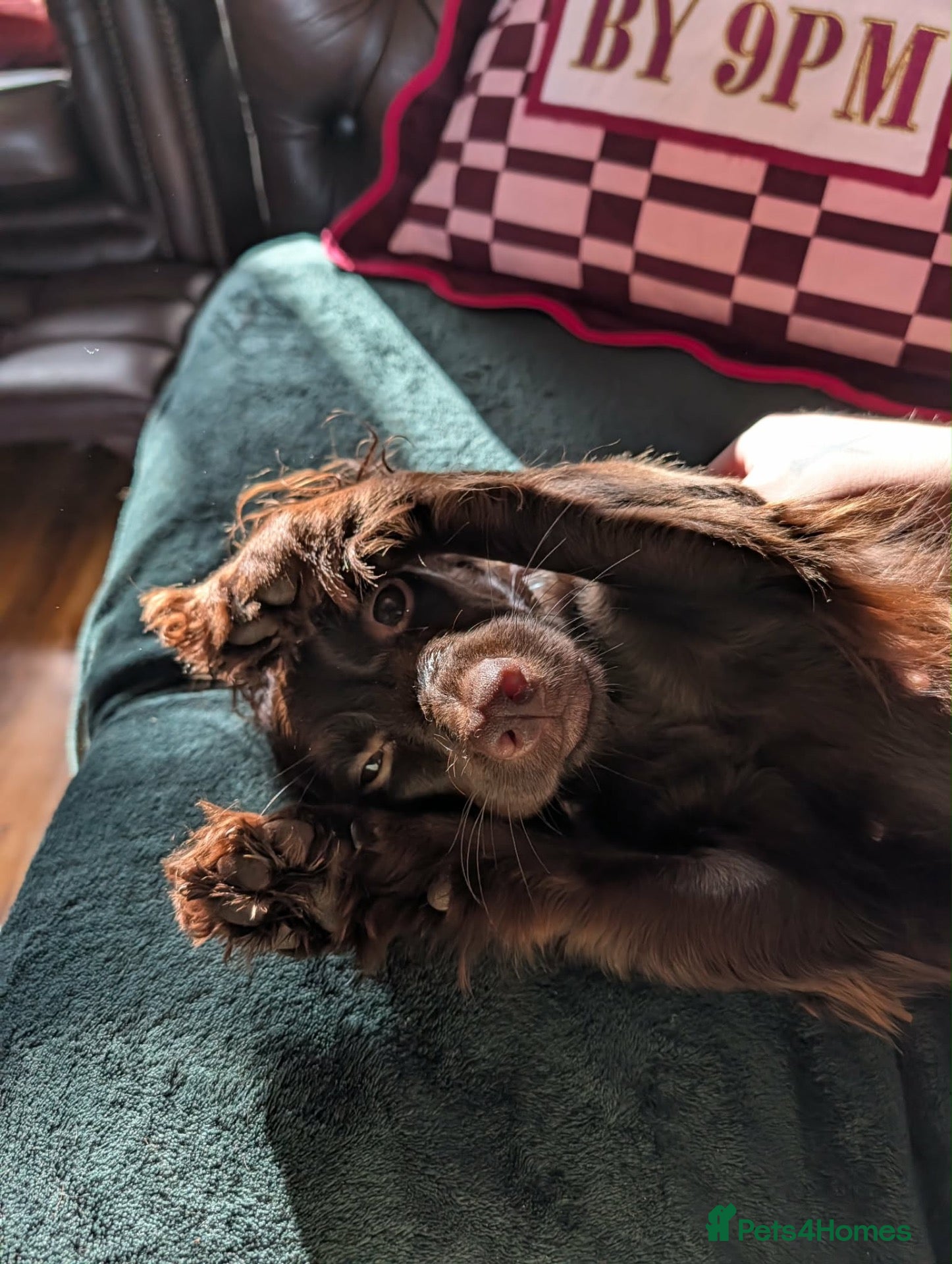 Cocker Spaniel dogs 7th gen Cocker Spaniel pups for sale - Advert 10