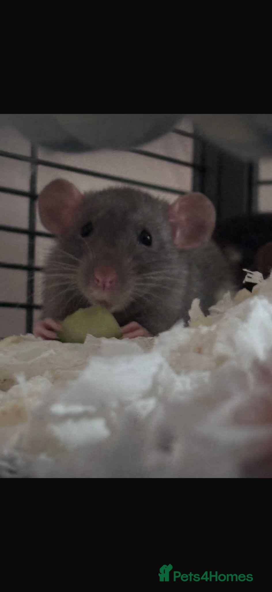Rat rodents Pippa and fable ✨ - Advert 4