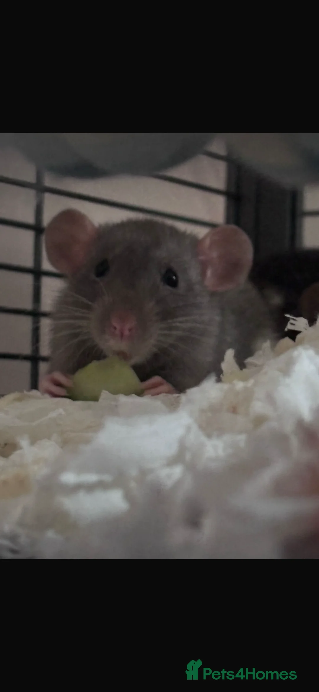 Rat rodents for sale: Pippa and fable ✨ - Advert 1