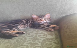 Mixed Breed cats for sale: Affectionate boy kitten looking for forever home - Image 3
