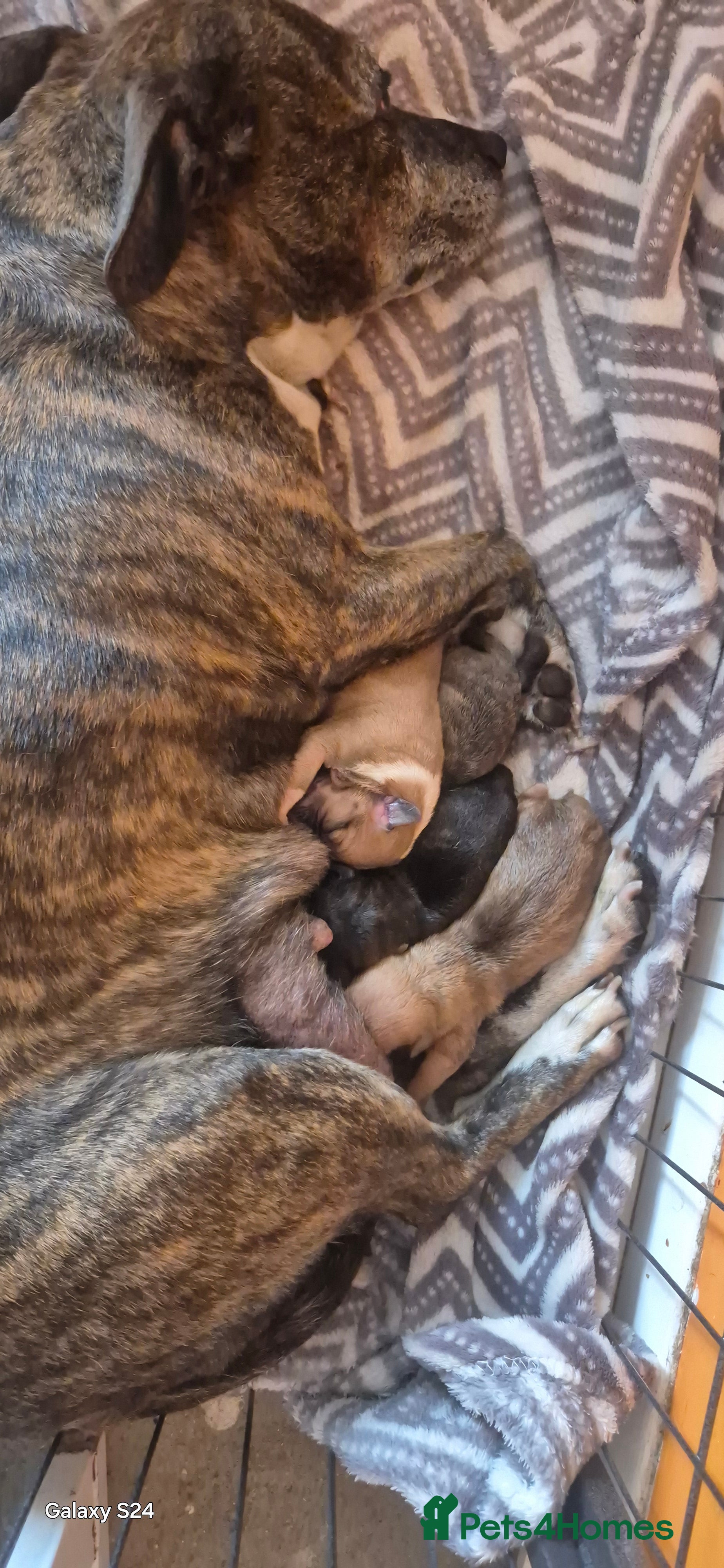 Staffordshire Bull Terrier dogs Staffordahire Terrier puppy - Advert 9