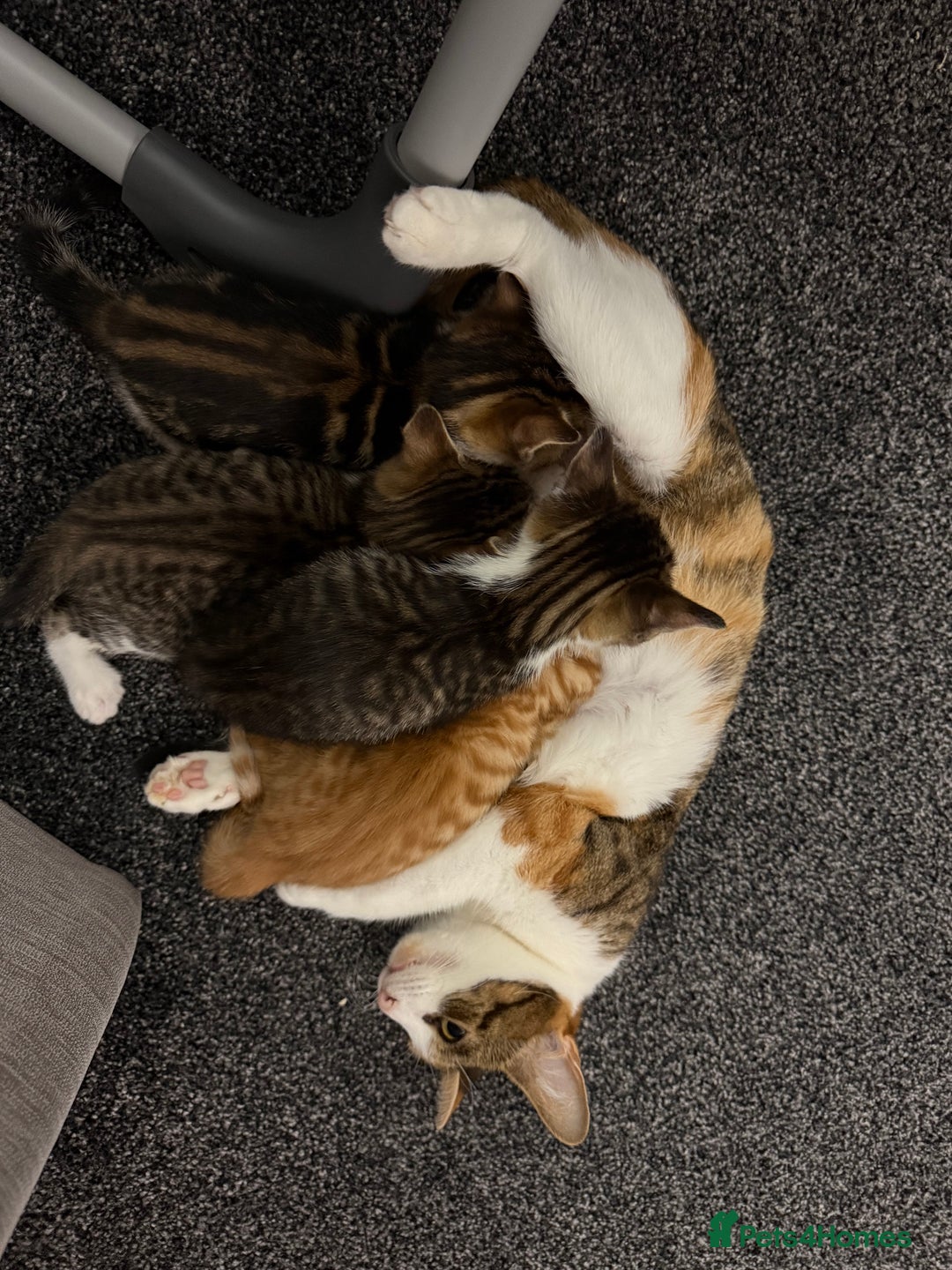 Domestic Shorthair cats for sale: BEAUTIFUL, FRIENDLY KITTENS FOR SALE!!🐈❤️ - Image 11