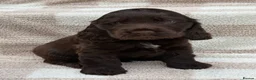 Cocker Spaniel dogs for sale: Outstanding Cocker Spaniel Puppies Available  - Advert 2