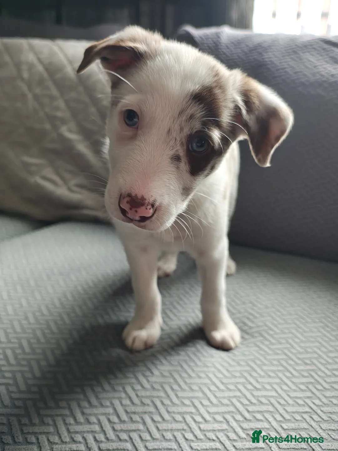 Border Collie dogs for sale: Border collie puppies - Advert 2
