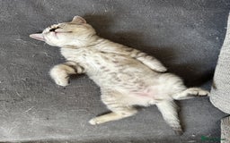 British Shorthair cats for sale: Stunning British Shorthair  - Image 20