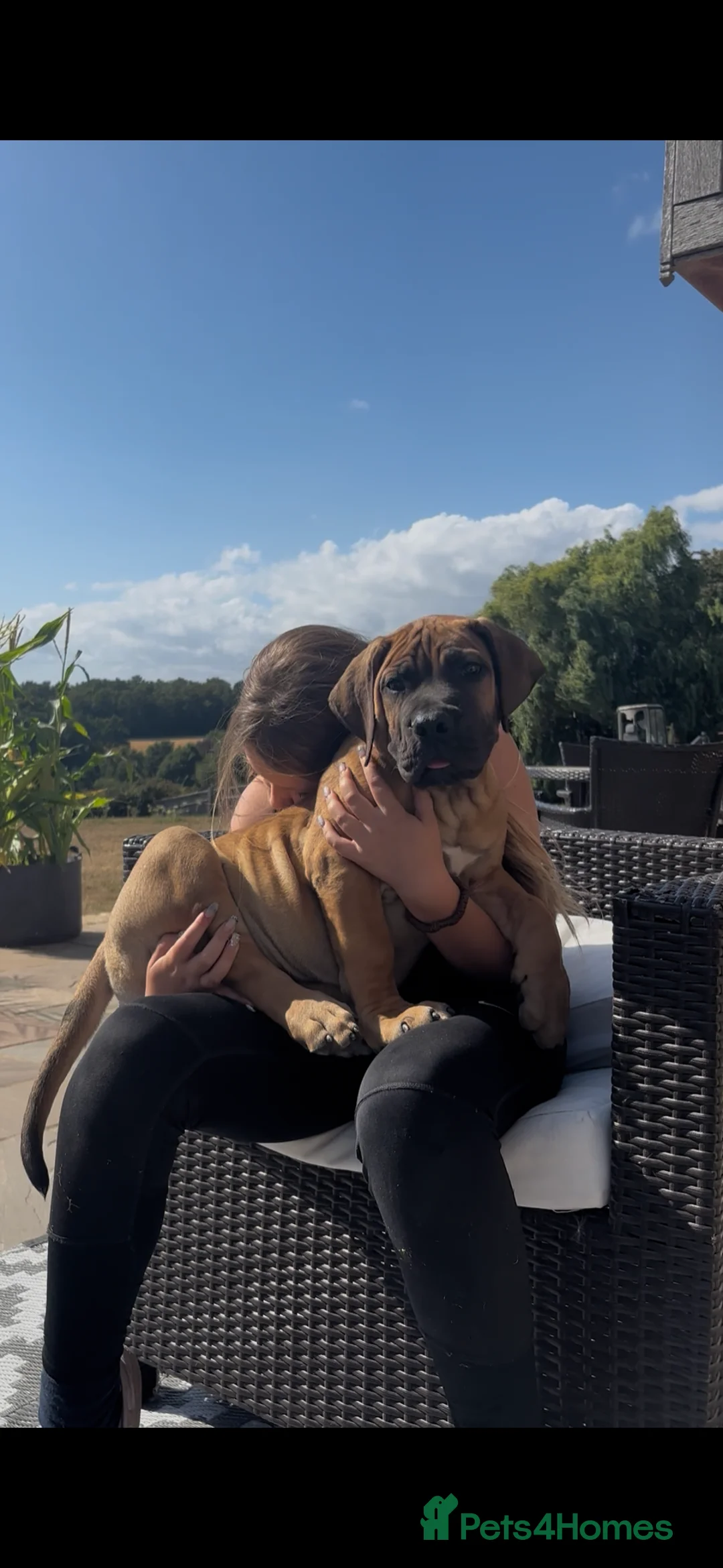 Boerboel dogs for sale: Dee Bradbury - Advert 2