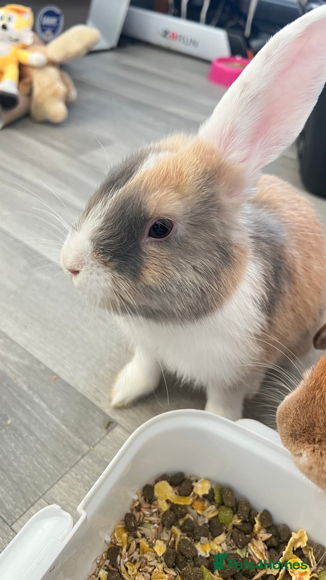 Mini Lop rabbits for sale: Male mini lop bunny  - Advert 1