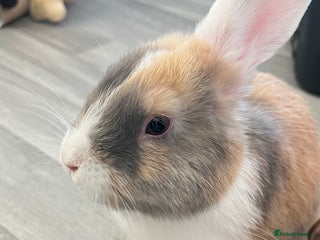 Mini Lop rabbits Male mini lop bunny - Advert 1